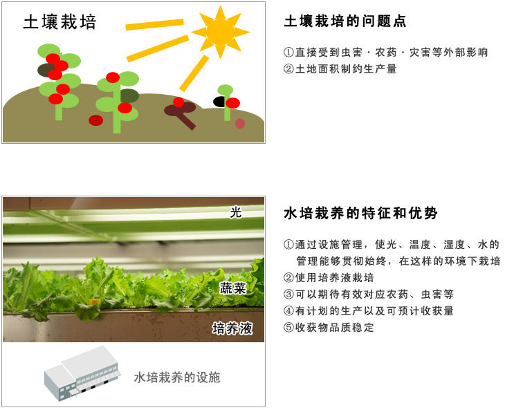 在中国设立水培植物工厂(蔬菜工厂)相关事项综合咨询服务介绍