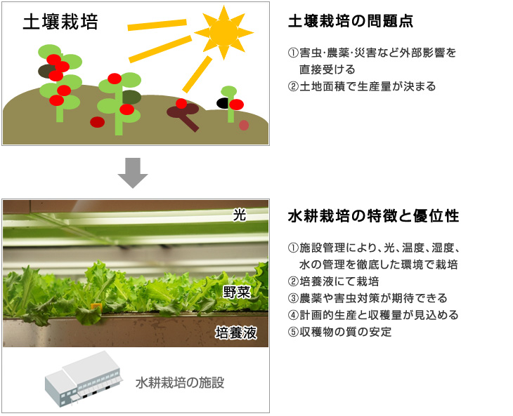 在中国设立水培植物工厂(蔬菜工厂)相关事项総合コンサルティング介绍